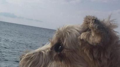 Bild: we
Mika am Meer in Kroatien.