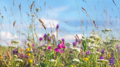 Bild: meteo021 – stock.adobe.com
Schon allein der Anblick von bunten Blumen genügt, um in unserem Körper das Glückshormon Serotonin auszuschütten.
