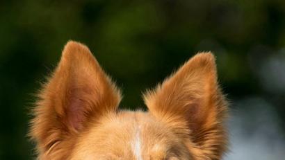 Bild: Dobmeier
Ohren spitzen: Herrchen und Frauchen können auch ihre Mischlings-Lieblinge bei der Hundeausstellung präsentieren.