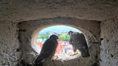Bild: Gustl Beer
Noch sitzt der junge Falke im Nest auf dem Turm der Michaelskirche. Sein erster Flug endete tragisch.