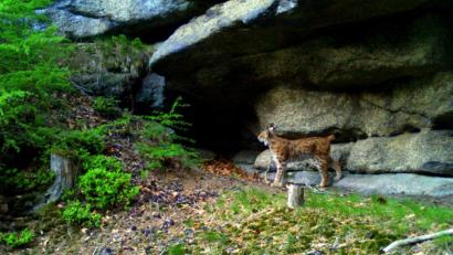 Bild: Fotofallenmonitoring
Die Luchsdame "Fee" vor einem Felsen im Steinwald.