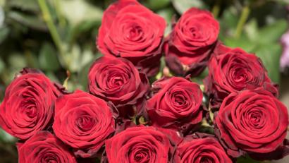 Bild: Robert Günther/dpa
Der 40-Jährige warf einen fernbedienbaren Kran mit Ausleger an, ließ den Haken herunter und hängte den Strauß Blumen absturzsicher daran.