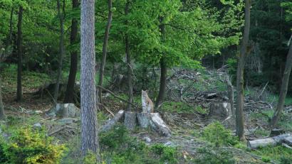 Bild: Landesamt für Umwelt/exb
Das Luchs-Männchen aus dem Bayerischen Wald hatte sich im Steinwald gut eingelebt.