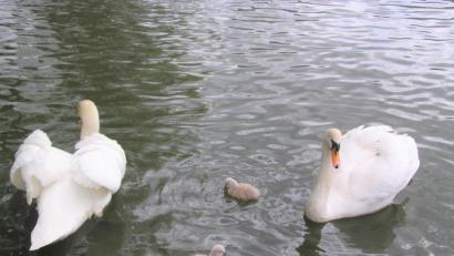 Bild: tu
Zwei Jungschwäne paddeln seit kurzem im Stadtweiher herum.
