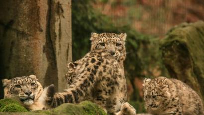 Bild: exb/Herta und Josef Schell
Wildkatzen beim Spielen.