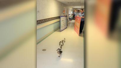 Bild: www.facebook.com/ThompsonHealth/
Die Enten bekommen vom Personal Geleitschutz.