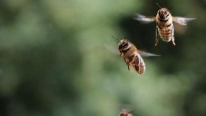 Bild: Gerhard Götz
Das Volksbegehren "Rettet die Bienen" hatte Erfolg. Es sind aber noch viel mehr Arten bedroht.