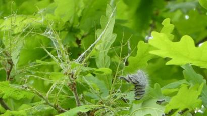 Bild: Bernhard Frank, Stadt Amberg
So sehen die Raupen des Eichenprozessionsspinners aus, die nun bekämpft werden.