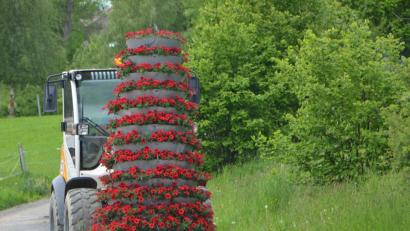 Bild: dob
Mit der richtigen Mischung aus gärtnerischer Pflege und Gefühl wird es bald gelingen, die ganze Blütenpracht der Petunien aus diesem konischen Kegel hervorzukitzeln.