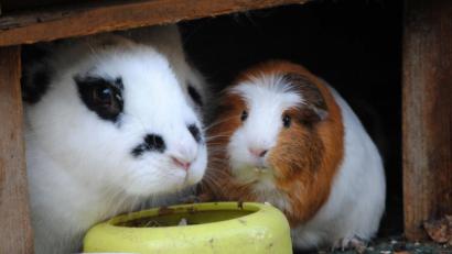 Bild: Jennifer Jahns/dpa
Ein Kaninchen und ein Meerschweinchen teilen sich das Futter.