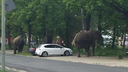 Bild: Edda Henker
Elefanten unternehmen einen Spaziergang durch Tirschenreuth.