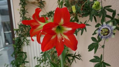 Bild: gz
Eine der schönsten und außergewöhnlichsten Blumenarten sind die rote Amaryllis und bläuliche Passionsblume, deren Blüten sich bereits nach zwei Tagen, wie die obige Nachbarblume, wieder schließen.