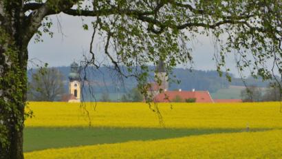 Bild: dob
Das Innere der Bäume ist eine Wunderwelt, die wir selten wahrnehmen. Doch wenn die Bäume im Frühling austreiben, schenken sie ein leuchtendes Farbspiel.