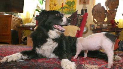 Bild: Karl-Josef Hildenbrand
Hündin Molly säugt das knapp sechs Wochen alte Ferkel Rosa. Die Border Collie Hündin nährt das Ferkel, welches zu klein war sich gegen seine Geschwister an den Zitzen der Muttersau durchzusetzen.