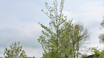 Bild: stg
Bis zum Kreisjugend- und Familientag am 6. Juli sind es noch einige Wochen, der dazugehörige Baum steht bereits an der Seeleite.