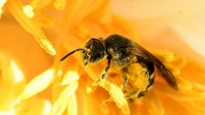 Bild: Holger Hollemann/dpa
In Weiden ist eine Bienenseuche ausgebrochen. Mehrere Völker im östlichen Teil der Stadt sind betroffen. Nun sollen die Bürger sowie die Imker mithelfen, sie in den Griff zu bekommen.