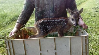 Bild: exb
Glück gehabt: Das aufgefundene Rehkitz wird aus der Wiese. getragen. In der umgedrehten Kiste muss es am Waldrand ausharren, bis die Mahd vorbei ist.