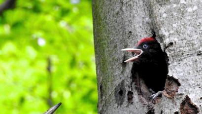 Bild: exb/Bosch
Junger Schwarzspecht schaut aus seiner Bruthöhle in einer Buche heraus, während der Altvogel am Stamm sitzt.