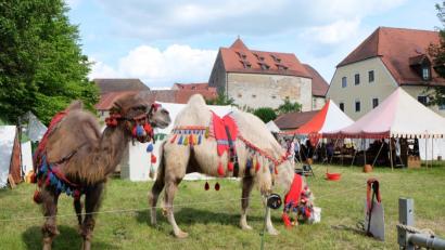 Bild: Stefanie Gradl
Ein prächtiges Bild geben die Kamele vor der Kulisse der Burg Dagestein ab. Die Kinder durften sogar eine Runde auf den exotischen Tieren reiten.