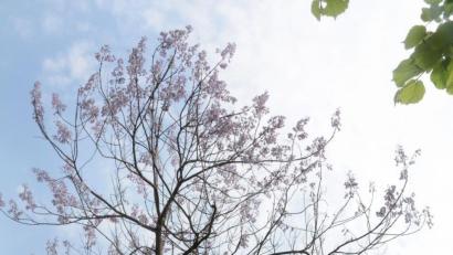 Bild: Gabi Schönberger
Christina Guber freut sich über die erste Blüte ihres Blauglockenbaumes.