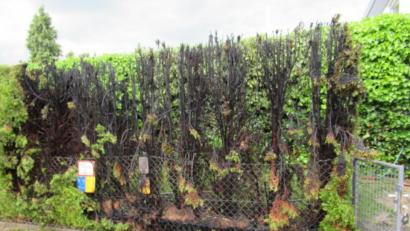 Bild: Polizei Amberg
Eine Hecke ist in Amberg in Flammen aufgegangen: Hier hatte jemand Unkraut mit einem Brenner abgefackelt - der Funkenflug griff dann auf die ausgetrockneten Sträucher über.