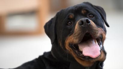 Bild: Federico Gambarini/dpa
Treuer Blick: Um einen Rottweiler ging es auch im Regensburger Prozess.