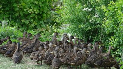 Bild: hou
Endlich geschafft: Das ganze Wildentengeschwader biegt nach einem langen Ausflug ein zum heimatlichen Tümpel südlich von Wolfring. Doch man muss annehmen, dass es nicht die letzte Tour der schnatternden Gesellschaft gewesen ist.