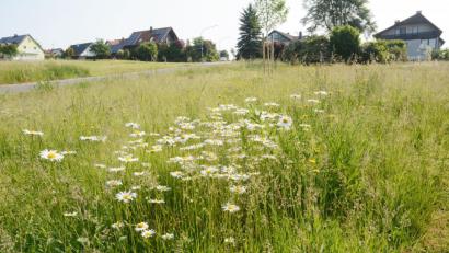 Bild: Gabi Schönberger
Auf der Wildblumenwiese am Rastenhofer Weg blühen derzeit die Margeriten. Der Stadtrat hofft, dass ähnlich schöne heimische Pflanzen den Weg in die Mitte des Kreisels bei der DJK finden.