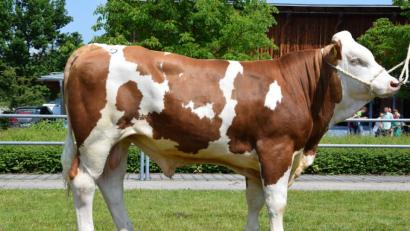 Bild: exb/Rinderzuchtverband Oberpfalz
Der Betrieb Götz aus Großalfalterbach im Landkreis Neumarkt züchtete diesen hervorragenden Jungbullen des Bullenvaters „Macbeth“, der beim letzten Zuchtviehmarkt in Schwandorf zum Prüfungseinsatz an den Besamungsverein Neustadt an der Aisch überstellt wurde.