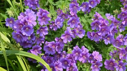 Bild: dob
Einfach traumhaft - Pracht-Storchenschnabel.