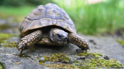 Bild: Kästle/dpa, Symbolbild
Eine Spaziergängerin findet in einer Wiese beim Zeitlarner Ortsteil Laub eine Rundwangenschildkröte. (Symbolbild)