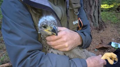 Bild: Richard Czernecka/BImA
Der junge Seeadler vom Truppenübungsplatz Grafenwöhr erhielt an seinen Beinen zwei Ringe.