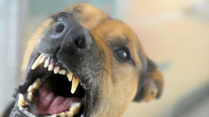 Bild: Soeren Stache
An einem Badesee im Landkreis Hof hat sich ein Hund in den Arm eines Mannes festgebissen.