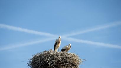 Symbolbild: Friso Gentsch/dpa
Störche bauen ihren Horst gern "mit Aussicht".