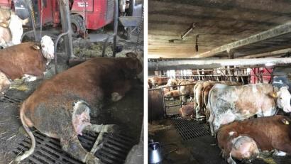 Bild: fph/Peta/exb
Der Tierrechtsorganisation Peta zugespielt worden sind Fotos, die in einem Stall in der Nähe von Waldershof Missstände dokumentieren.