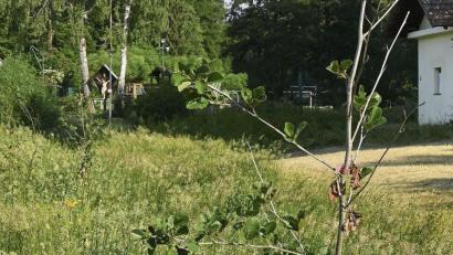 Bild: Petra Hartl
Dieser noch recht zarte Baumsetzling (im Vordergrund) am Ammerbach hat eine quasi strafbefreiende Wirkung, obwohl er im Grunde gar nichts mit in diesem Landschaftsschutzgebiet gefällten Bäumen zu tun hat, sondern eben auch nur hier steht.