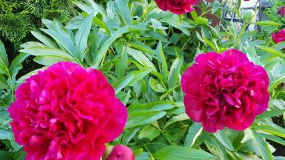 Bild: dob
Pfingstrosenschönheiten.