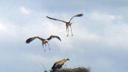 Bild: gz
Noch versuchen die beiden Altvögel zu zweit, den Gänsegeier zu vertreiben - zunächst vergeblich.