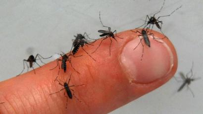 Bild: Armin Weigel
Auf einem Finger sitzen zahlreiche Mücken. Foto: Armin Weigel/Archivbild