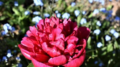 Bild: rgr
Jetzt blühen die Pfingstrosen noch.