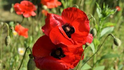 Bild: rgr
Die Boten des Frühsommers sind da.