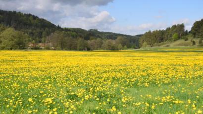 Bild: bö
Das Lauterachtal bleibt auch in den nächsten Jahren Betreuungsschwerpunkt des Landschaftspflegeverbandes, so wie hier zwischen Adertshausen und Hohenburg.