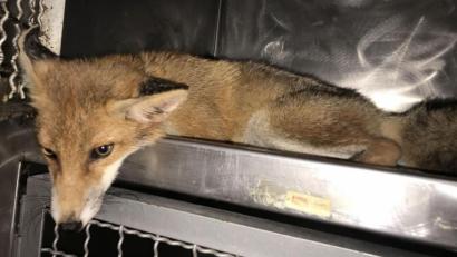 Bild: Polizei Sulzbach-Rosenberg
Von einem Auto angefahren worden ist ein Fuchswelpe bei Hahnbach. Offenbar ist dieser Unfall aber gut ausgegangen - dem kleinen Kerl geht es schon wieder recht gut und am Auto ist kein Schaden entstanden.