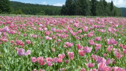 Bild: bsc
Mohnfelder bieten eine einzigartige Farbenpracht. Beim ersten Friedenfelser Mohnblütenfest werden die Besucher mit einer Bimmelbahn vom Festgelände zu den Feldern gebracht.