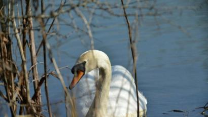 Symbolbild: Petra Hartl
Ein Schwan machte Rast in der Altstadt von Burglengenfeld. Die Polizei begleitete das Tier wieder zurück in die Naab.