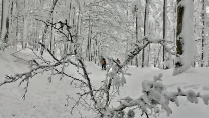 Bild: Foto: Gregor Wolf/Nationalpark Bayerischer Wald
Bereits am Samstag gab’s im Nationalpark Bayerischer Wald viel Schneebruch. In der Nacht auf Sonntag hat sich die Lage nochmals verschärft.