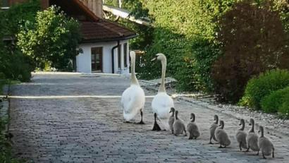 Bild: jr
Mama und Papa Schwan mit ihren Nachwuchs auf Morgenspaziergang in Forkatshof.