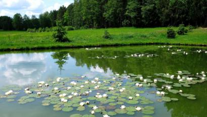 Bild: do
Idyllisches Seerosen-Ensemble.