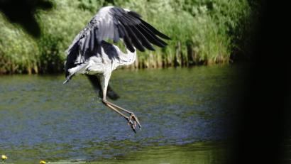 Bild: bkr
Landegestell ausgefahren. Landeversuch eines Graureihers auf Gelben Seerosen in einem Teich im Gabelloher Weihergebiet.