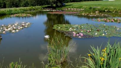 Bild: le
Das Blütenmeer auf dem Teich in Schnepfenhof ist alljährlich ein Blickfang. Quakende Frösche und surrende Insekten machen das Idyll perfekt.